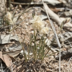 Rytidosperma carphoides at Michelago, NSW - 30 Nov 2018