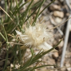 Rytidosperma carphoides at Michelago, NSW - 30 Nov 2018