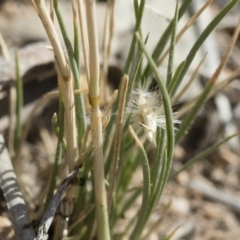 Rytidosperma carphoides at Michelago, NSW - 30 Nov 2018 03:44 PM