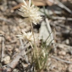 Rytidosperma carphoides at Michelago, NSW - 30 Nov 2018