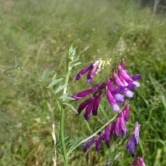 Vicia villosa subsp. eriocarpa (Russian Vetch) at Bonython, ACT - 1 Dec 2018 by RWPurdie