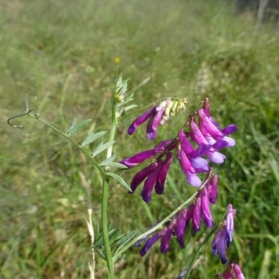 Vicia villosa subsp. eriocarpa (Russian Vetch) at Bonython, ACT - 2 Dec 2018 by RWPurdie