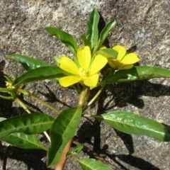 Ludwigia peploides subsp. montevidensis (Water Primrose) at Bonython, ACT - 1 Dec 2018 by RWPurdie