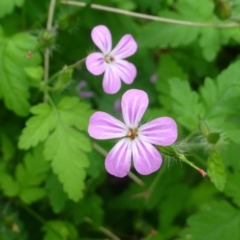 Geranium purpureum subsp. purpureum (Little Robin Geranium) at Fadden, ACT - 2 Dec 2018 by RWPurdie