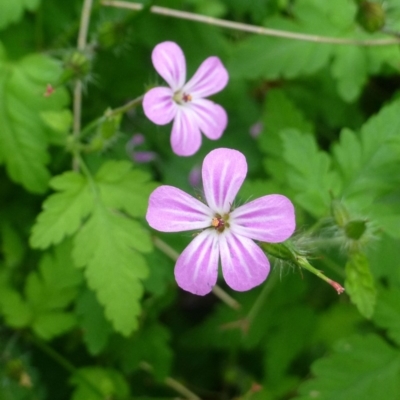 Geranium purpureum subsp. purpureum (Little Robin Geranium) at Fadden Hills Pond - 1 Dec 2018 by RWPurdie