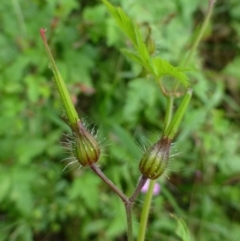 Geranium purpureum subsp. purpureum at Fadden, ACT - 2 Dec 2018