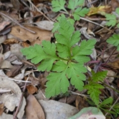 Geranium purpureum subsp. purpureum at Fadden, ACT - 2 Dec 2018