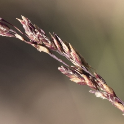 Poa sieberiana (Poa Tussock) at Michelago, NSW - 1 Dec 2018 by Illilanga