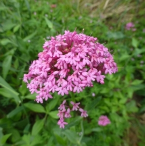 Centranthus ruber at Fadden, ACT - 2 Dec 2018 12:00 AM