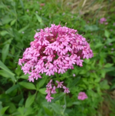 Centranthus ruber (Red Valerian, Kiss-me-quick, Jupiter's Beard) at Fadden, ACT - 2 Dec 2018 by RWPurdie