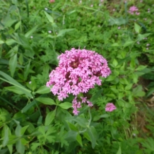 Centranthus ruber at Fadden, ACT - 2 Dec 2018 12:00 AM