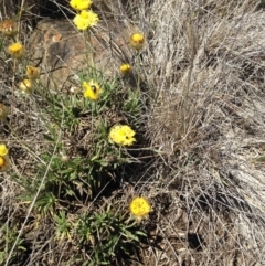 Rutidosis leiolepis (Monaro Golden Daisy) at Cooma, NSW - 1 Dec 2018 by Katarina