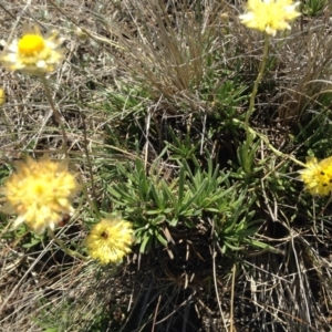 Rutidosis leiolepis at Cooma, NSW - 1 Dec 2018