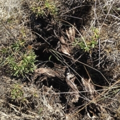 Rutidosis leiolepis at Cooma, NSW - 1 Dec 2018