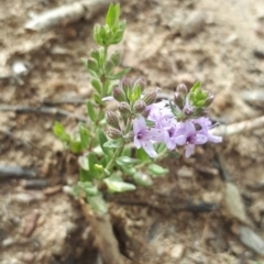 Mentha diemenica (Wild Mint, Slender Mint) at Dunlop, ACT - 1 Dec 2018 by purple66