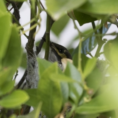 Caligavis chrysops (Yellow-faced Honeyeater) at Michelago, NSW - 30 Nov 2018 by Illilanga