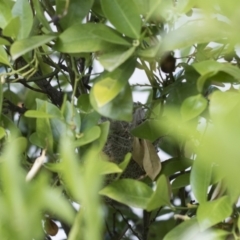 Caligavis chrysops at Michelago, NSW - 30 Nov 2018