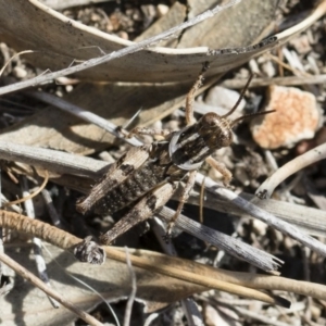 Brachyexarna lobipennis at Michelago, NSW - 30 Nov 2018