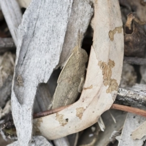 Goniaea australasiae at Michelago, NSW - 13 Oct 2018