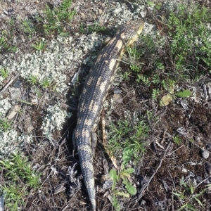 Tiliqua nigrolutea at Bywong, NSW - 13 Nov 2018