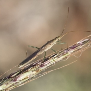 Mutusca brevicornis at Michelago, NSW - 1 Dec 2018