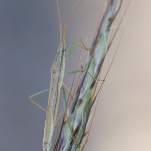 Mutusca brevicornis at Michelago, NSW - 1 Dec 2018