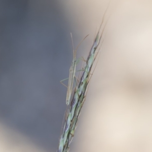 Mutusca brevicornis at Michelago, NSW - 1 Dec 2018 05:13 PM