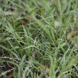 Ehrharta erecta at Michelago, NSW - 1 Dec 2018 05:38 PM