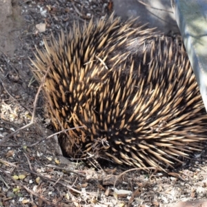 Tachyglossus aculeatus at Wamboin, NSW - 25 Oct 2018