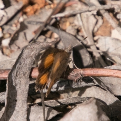 Paralucia aurifera (Bright Copper) at Paddys River, ACT - 24 Nov 2018 by SWishart