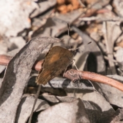 Paralucia aurifera at Paddys River, ACT - 25 Nov 2018