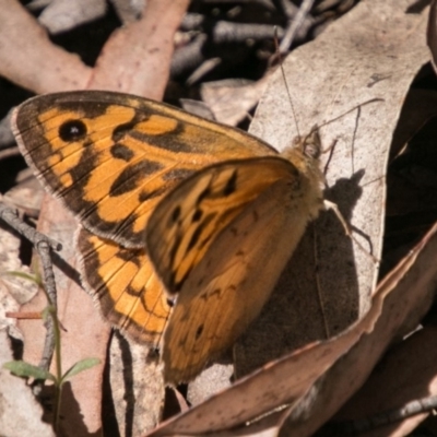 Heteronympha merope (Common Brown Butterfly) at Paddys River, ACT - 24 Nov 2018 by SWishart