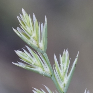 Lolium perenne at Michelago, NSW - 1 Dec 2018