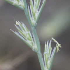 Lolium perenne at Michelago, NSW - 1 Dec 2018 05:19 PM
