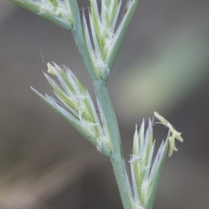 Lolium perenne at Michelago, NSW - 1 Dec 2018