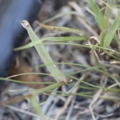 Lolium perenne at Michelago, NSW - 1 Dec 2018 05:19 PM