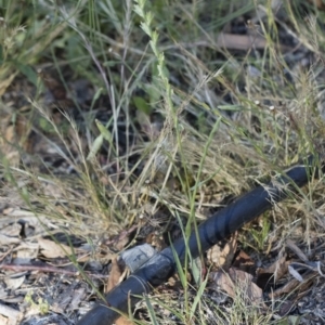 Lolium perenne at Michelago, NSW - 1 Dec 2018 05:19 PM