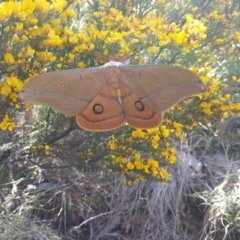 Opodiphthera eucalypti (Emperor Gum Moth) at Cotter River, ACT - 1 Dec 2018 by Coran