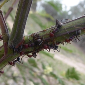 Iridomyrmex purpureus at Chifley, ACT - 2 Dec 2018