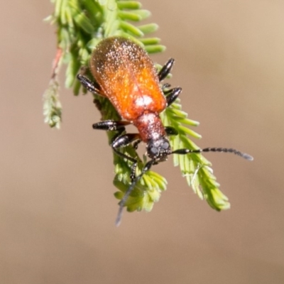 Ecnolagria grandis (Honeybrown beetle) at Tidbinbilla Nature Reserve - 25 Nov 2018 by SWishart