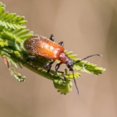 Ecnolagria grandis at Paddys River, ACT - 25 Nov 2018