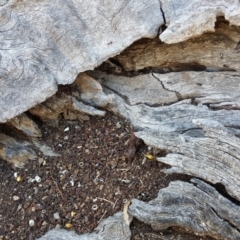 Papyrius nitidus (Shining Coconut Ant) at O'Malley, ACT - 2 Dec 2018 by Mike