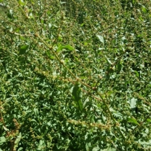 Rumex conglomeratus at O'Malley, ACT - 2 Dec 2018