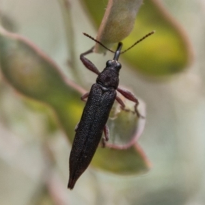 Rhinotia phoenicoptera at Paddys River, ACT - 25 Nov 2018