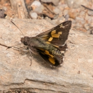 Trapezites phigalioides at Paddys River, ACT - 25 Nov 2018