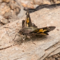 Trapezites phigalioides at Paddys River, ACT - 25 Nov 2018