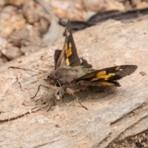 Trapezites phigalioides at Paddys River, ACT - 25 Nov 2018