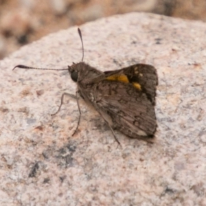 Trapezites phigalioides at Paddys River, ACT - 25 Nov 2018