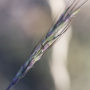 Bothriochloa macra at Michelago, NSW - 1 Dec 2018