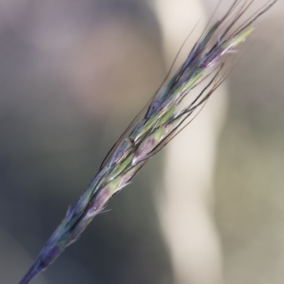 Bothriochloa macra (Red Grass, Red-leg Grass) at Michelago, NSW - 1 Dec 2018 by Illilanga